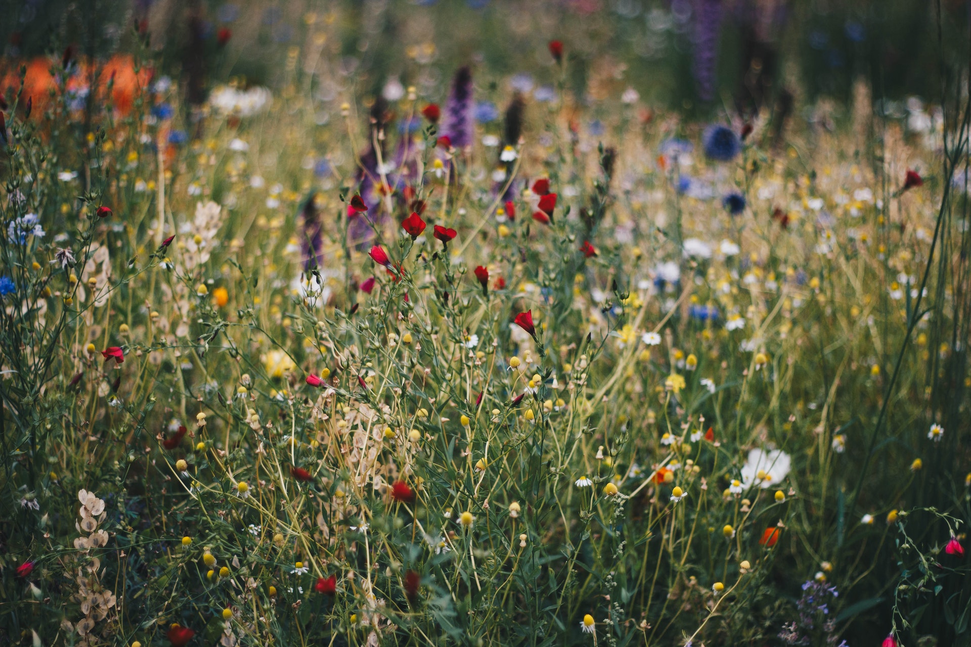 bloemenweide met klaprozen, margrietjes, paarse bloemen